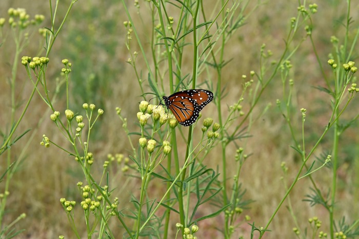 Loomis' Thimblehead flowers are a magnet for insects. Plants bloom from June or July to October. Hymenothrix loomisii